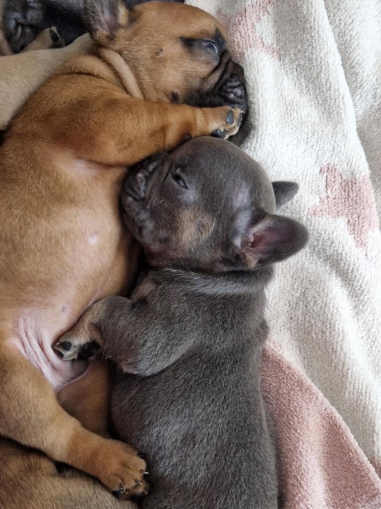 Full pedigree French bulldog puppies