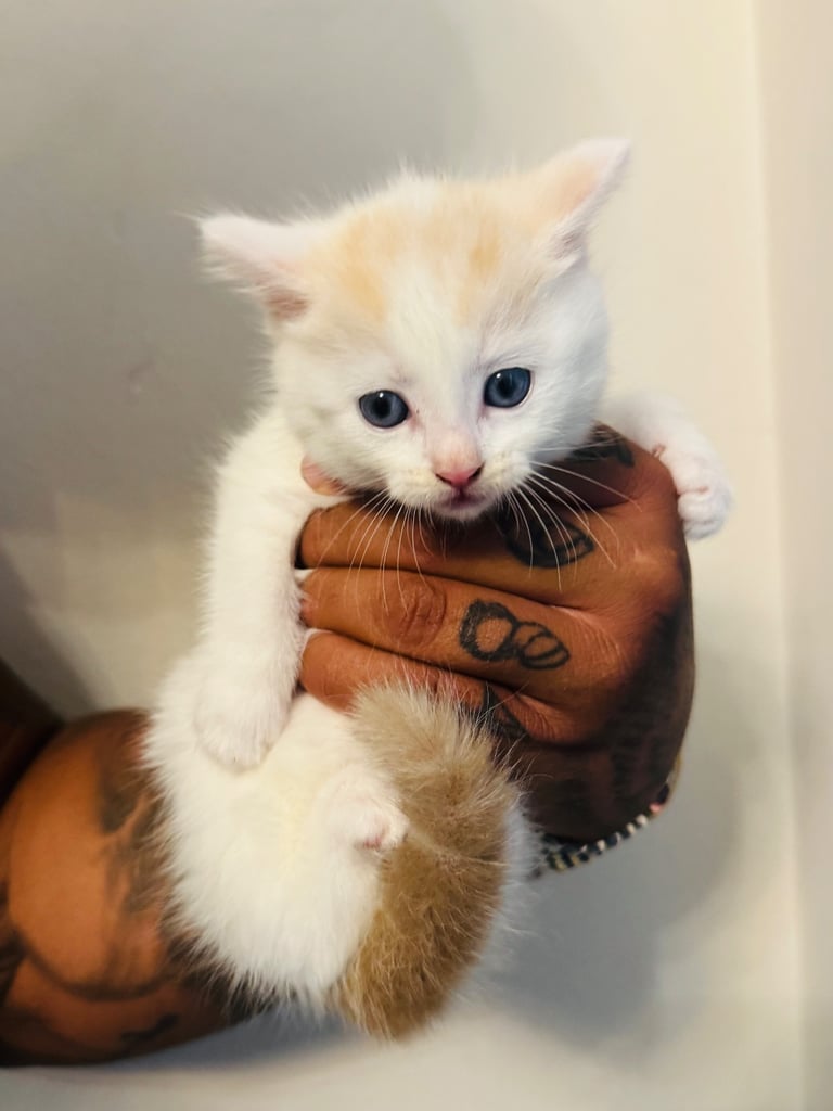 Rag doll cross kittens for sale 