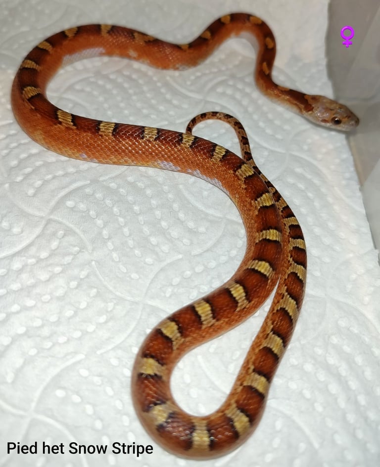 Scaleless Cornsnakes