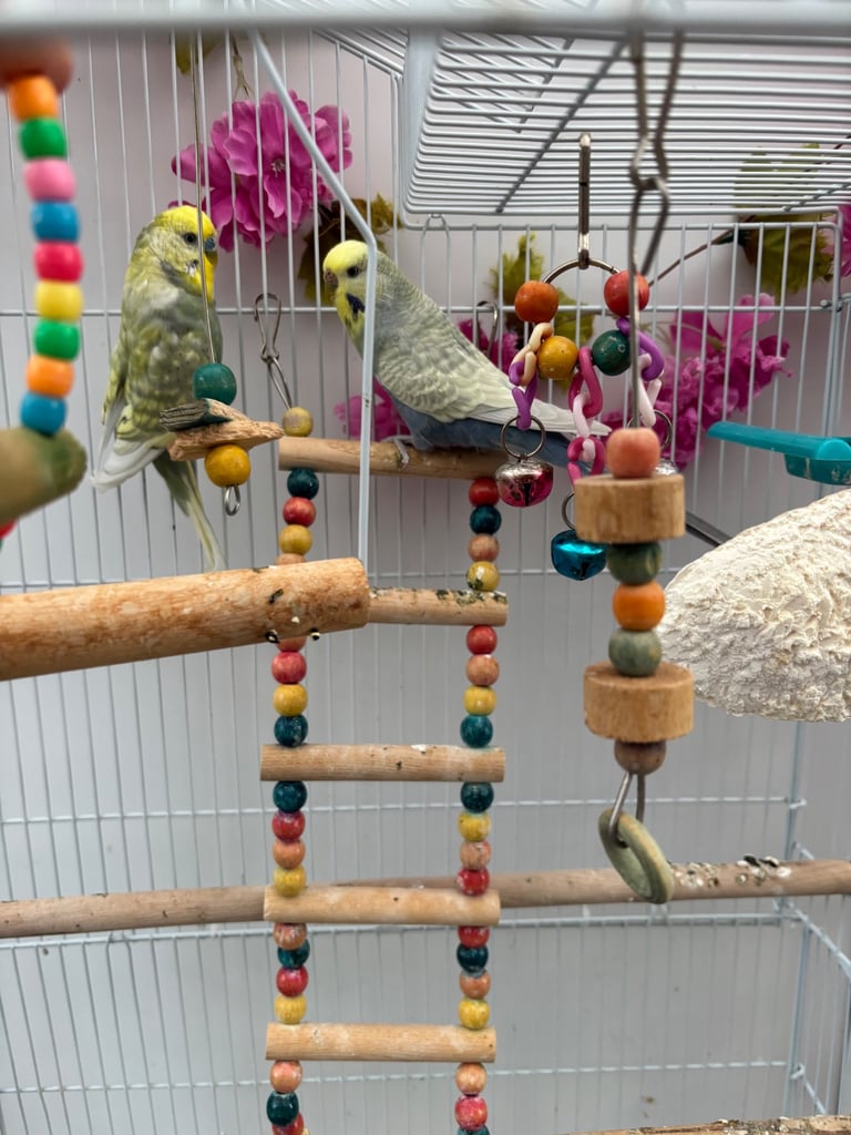 image for Budgie cage and all accessories male and female both 2 years old