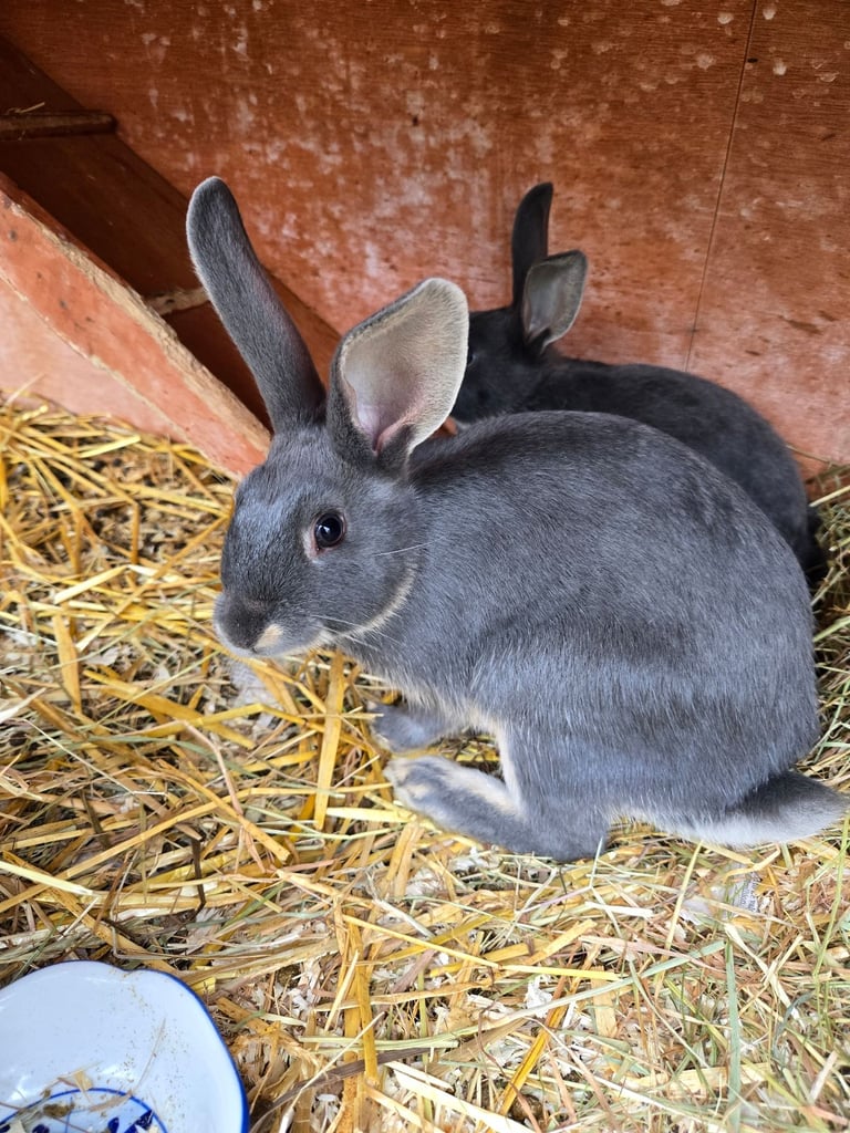 9 week plus Bunnies.