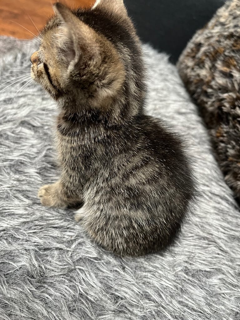 5 tabby kittens for sale 