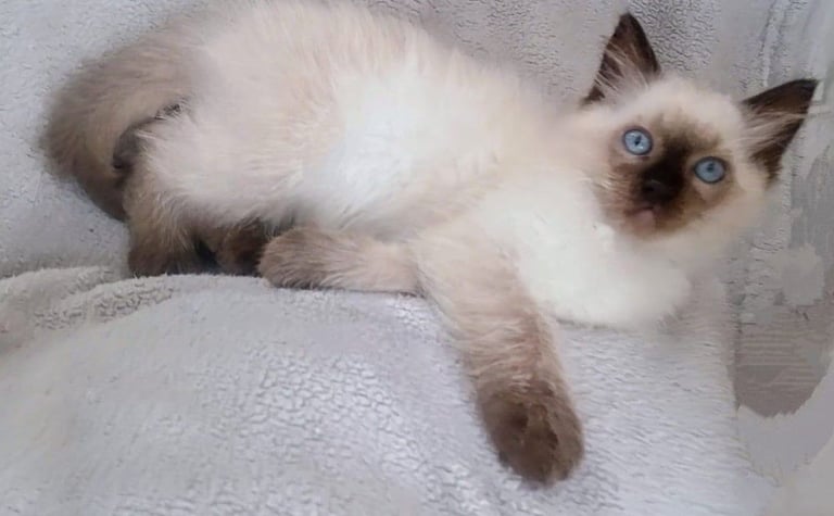 **LAST MALE LEFT** Gorgeous Ragdoll kittens ready to leave. Both parents Pedigrees