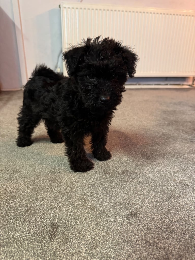 Pumi Dog Preloved Dogs Dog Pet In Bargoed, Caerphilly Dogs Puppies