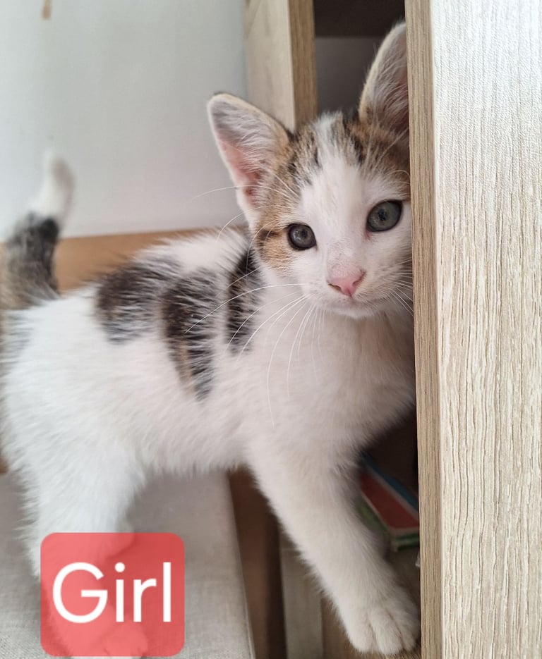  Kittens for sale 