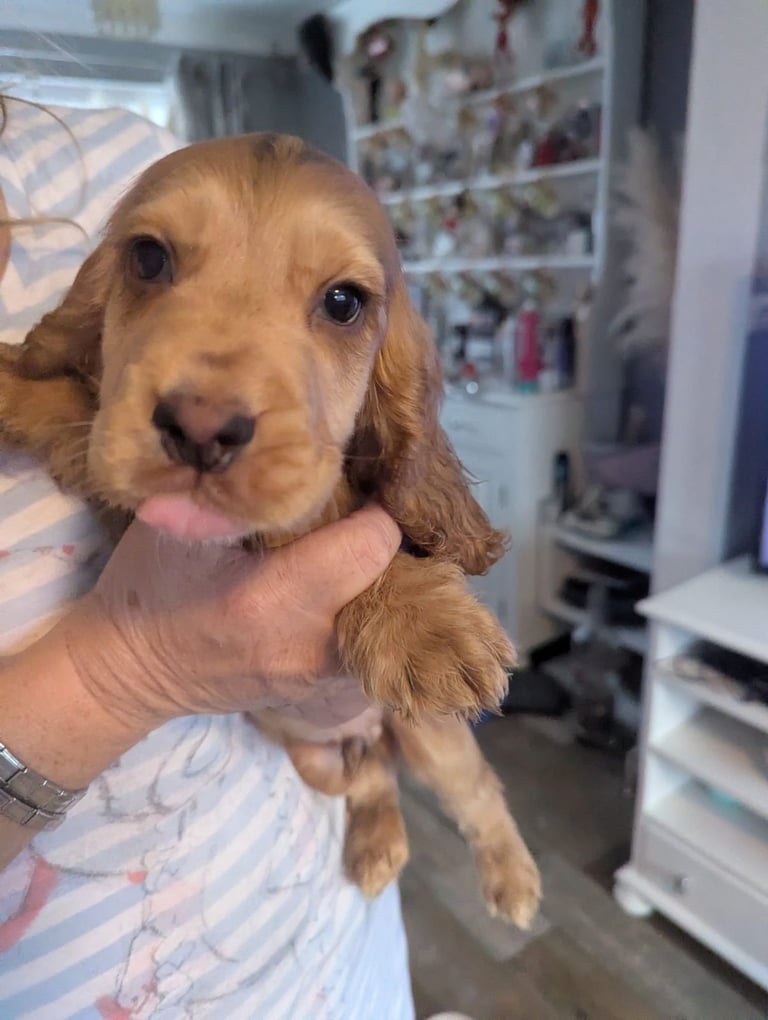 × Ready Now × Beautifull Cocker Spaniel Pups 