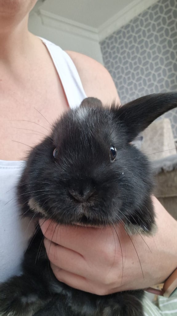 8 week old rabbits