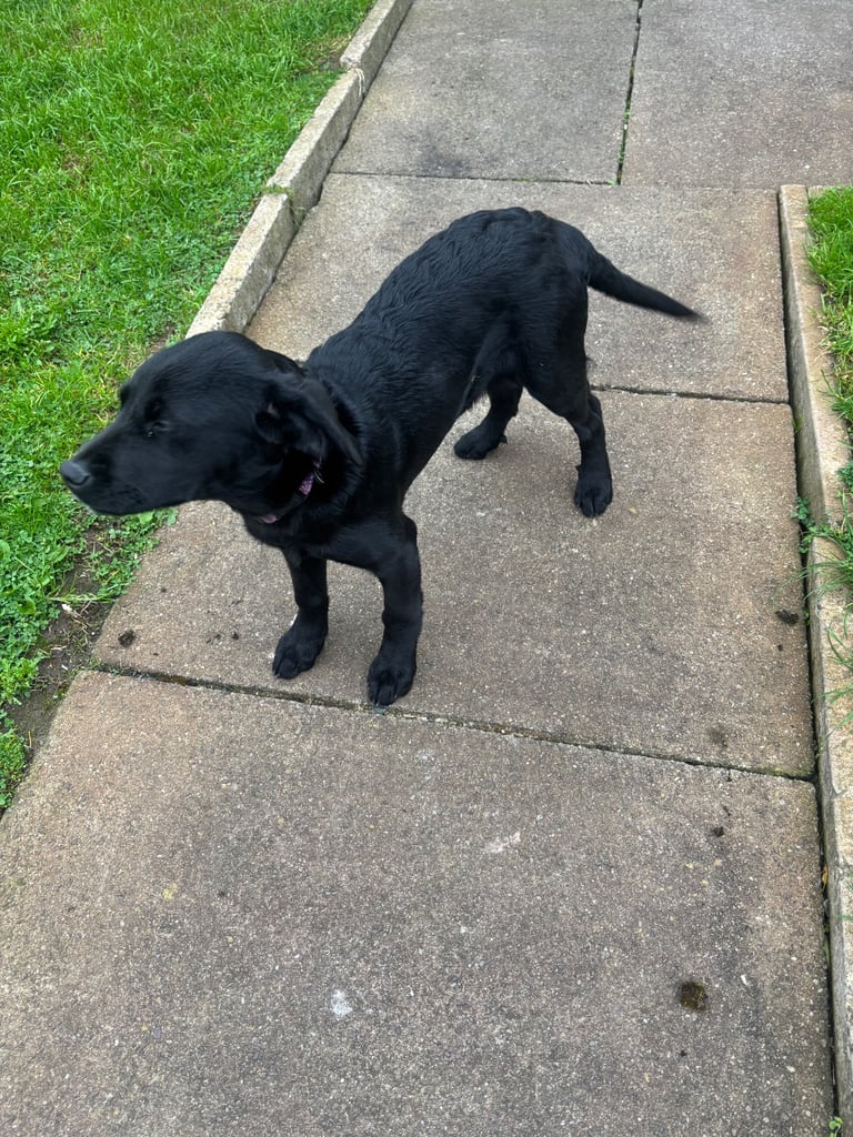 Hi for sale is my beautiful Labrador puppy
