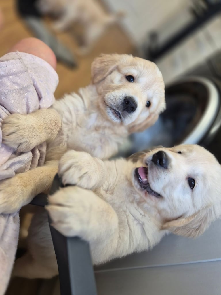 Golden retriever puppies 