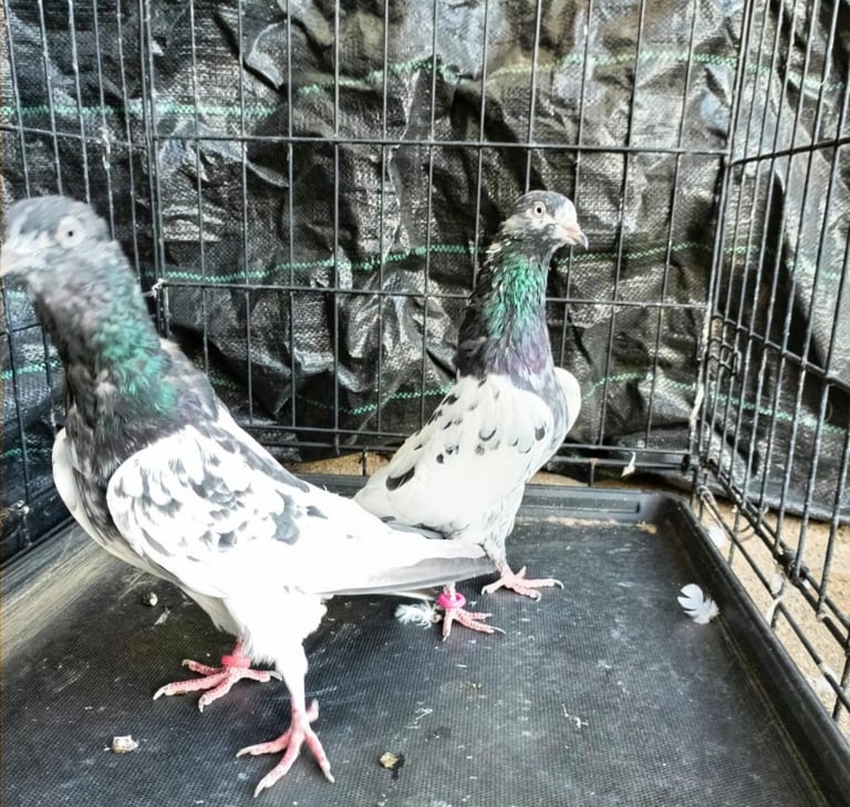 Pakistani Hi- flying  pigeons 