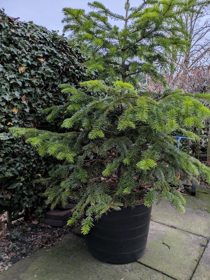 Real Nordmann Fir Christmas Tree in Large Pot.