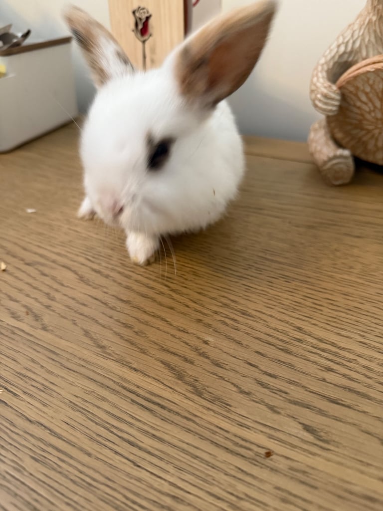 Mini lop rabbits
