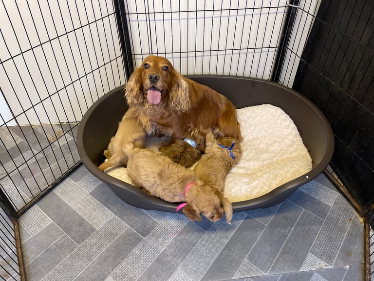 Red cockapoo puppies 