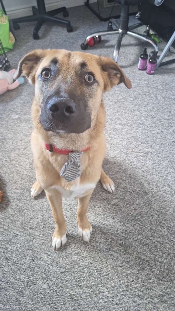 Urgent rehoming