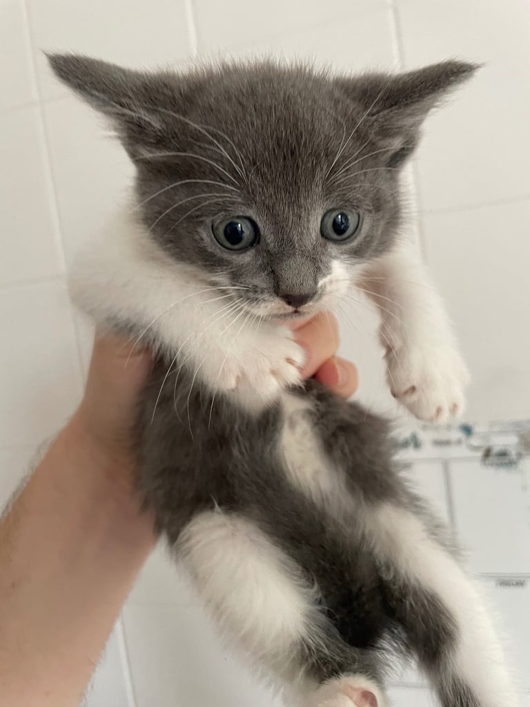 4 female cats ready to go 