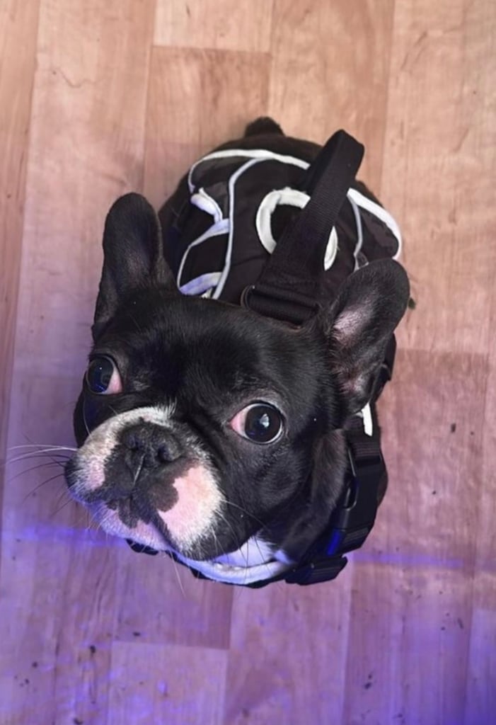 1 year old french bulldog for sale.