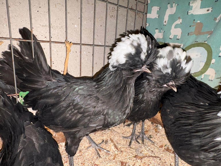 Hens for sale - Isa browns - coloured pullets - Old English Game bantams Coops poultry chickens 