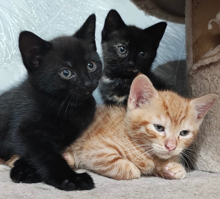 image for Beautiful kittens