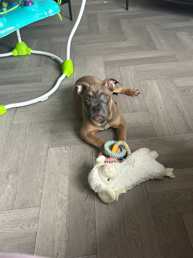 Pocket bully 16 weeks old 