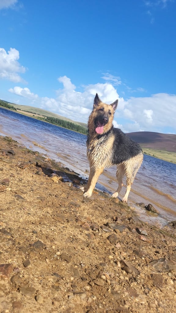 German Shepherd forever home needed