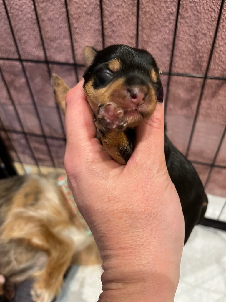 Yorkshire terrier puppy one girl available 