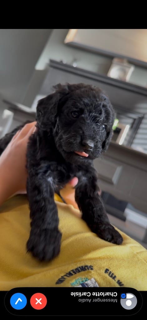 image for Miniature labradoodles 