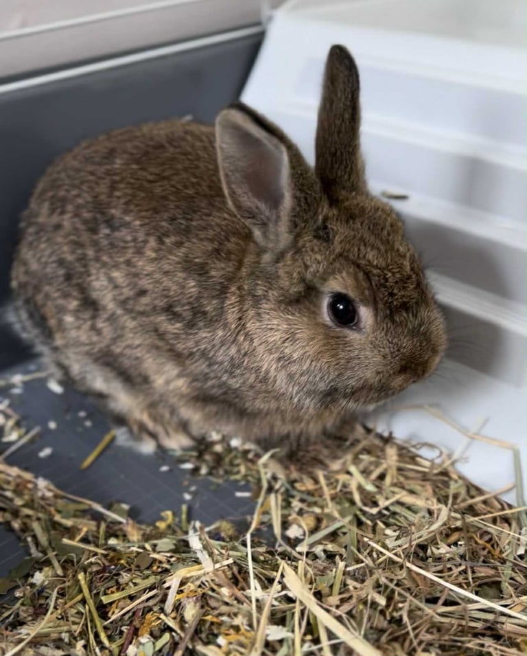 Mini lop -- Netherland dwarf male rabbits in Haverfordwest