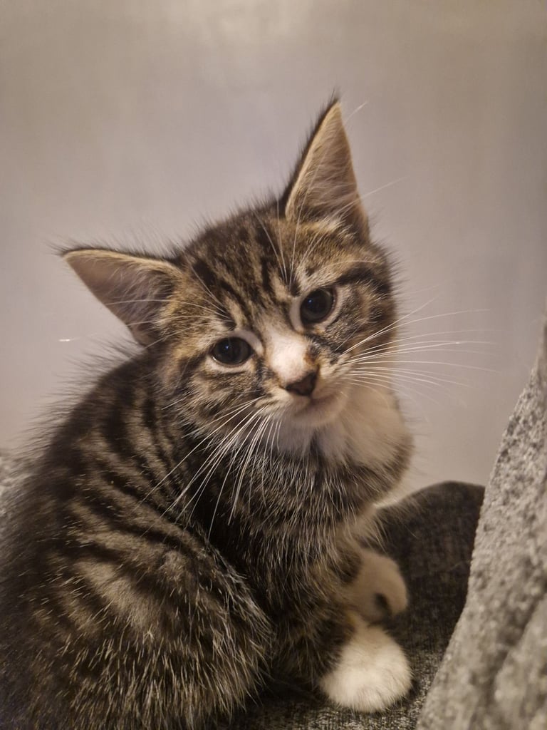 Beautiful boy kittens 