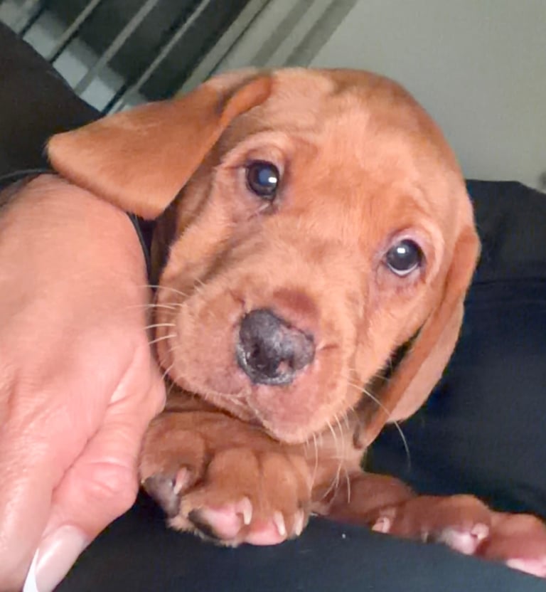 Kc fox red Labrador 1 boy ready now