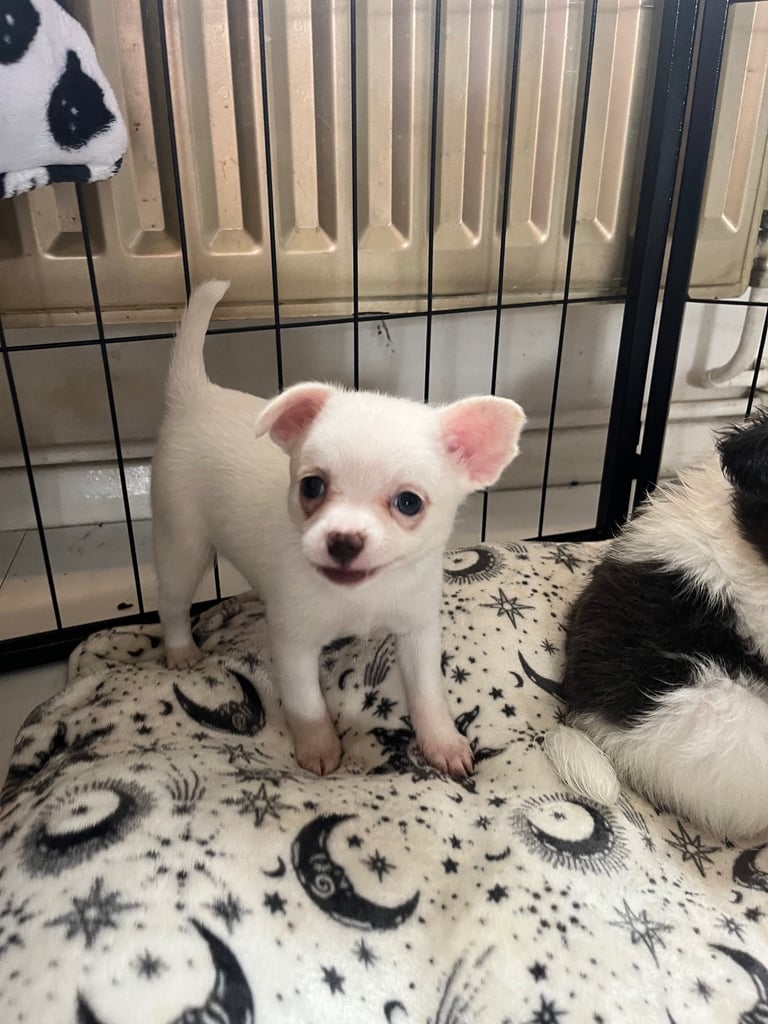 image for Minuture Pomeranian/Frenchie 