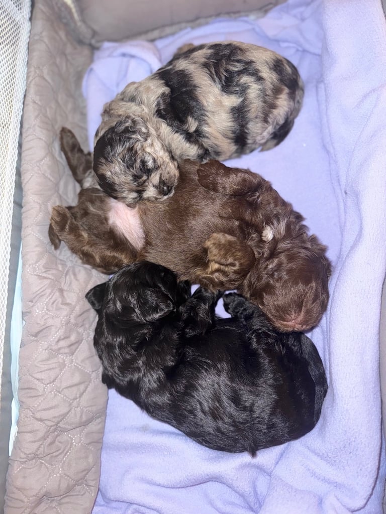 Ready Now only 2 stunning Shihpoo puppies Left!