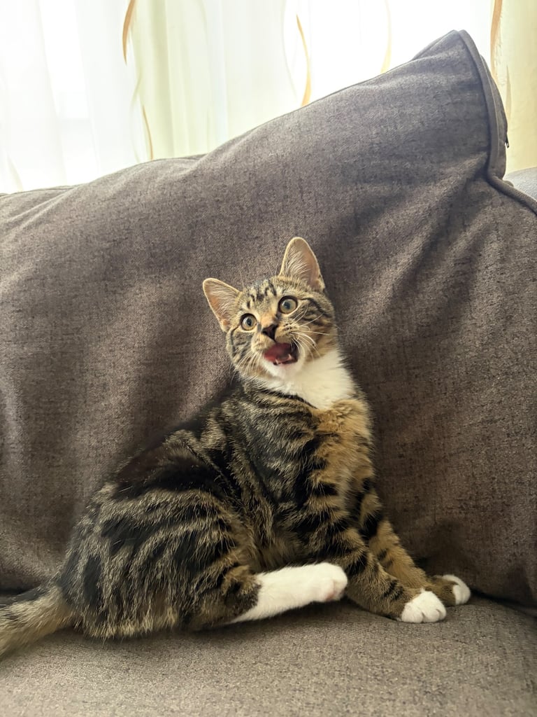 Kitten boy