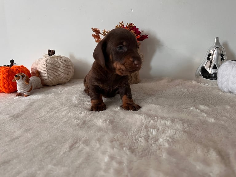 Beautiful Dachshund Male Puppies 🤎🍫 