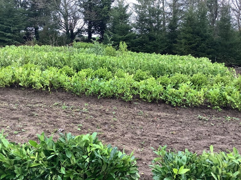 LAUREL HEDGING PLANTS.  4 ft. ONLY. £10- 00