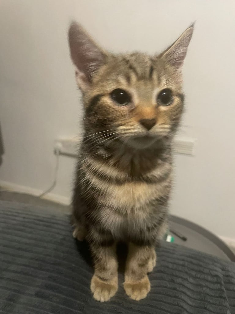 Female tabby Kitten 