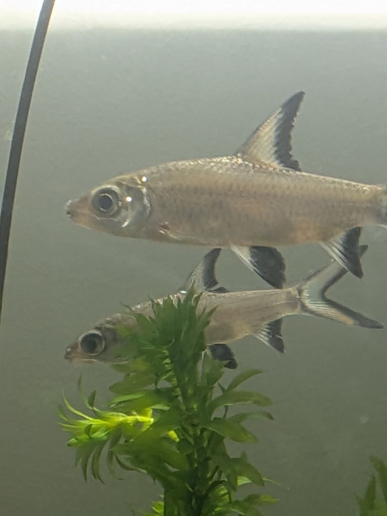 Juvenile Bala sharks SOLD