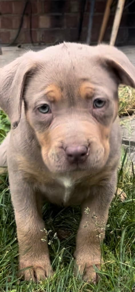 Imported xl bully and puppy’s for sale