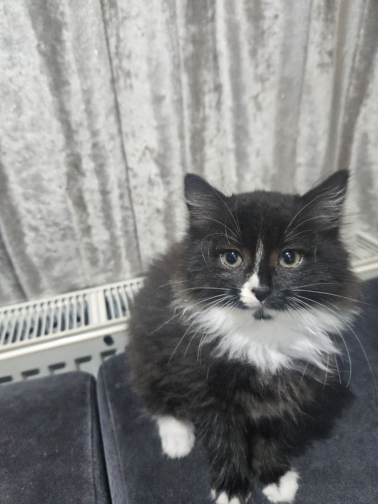 Kitten £100