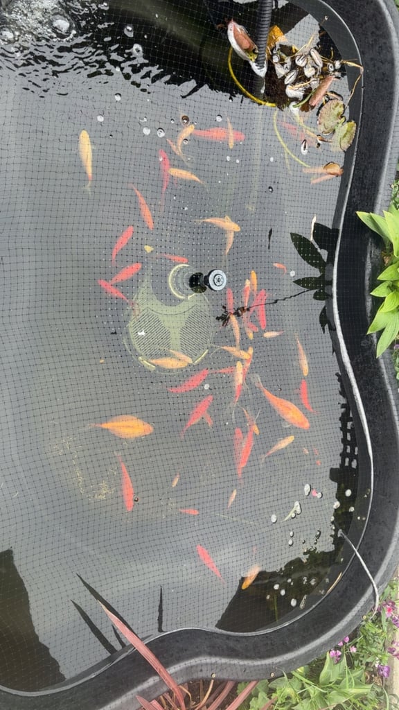 image for Gold fish