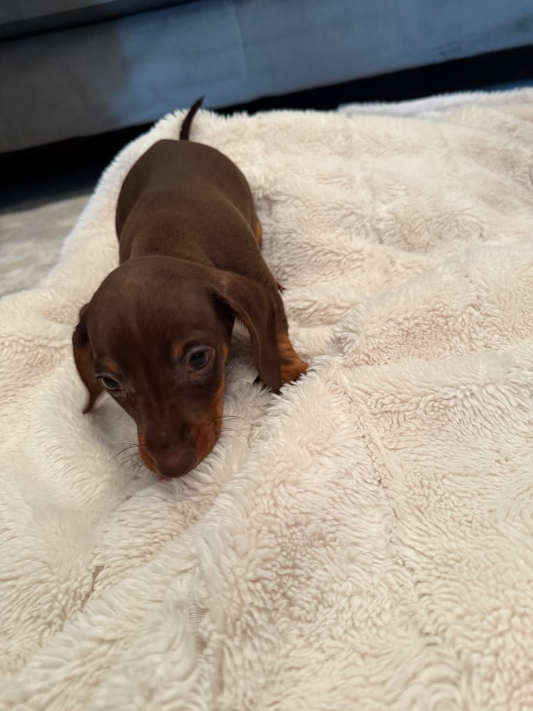 Miniature dachshund puppy brown boy ready to leave 
