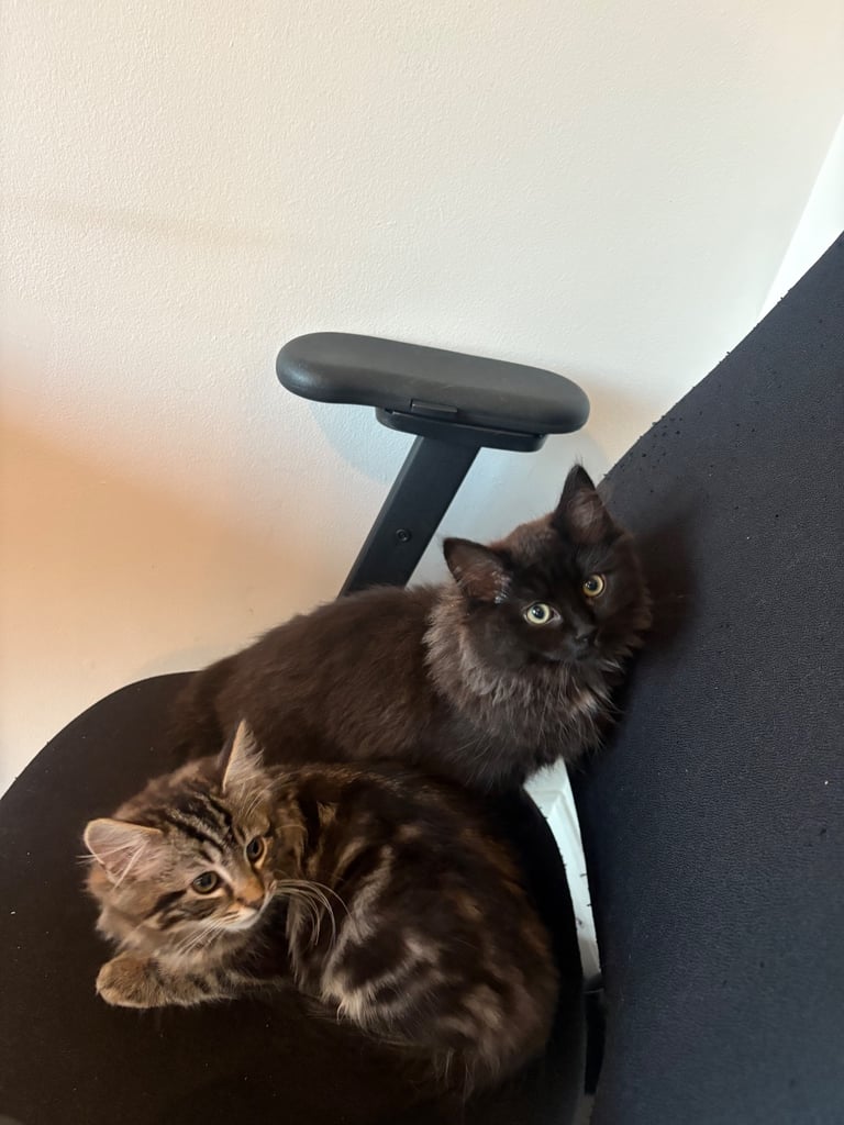 2 beautiful ragdoll tabby kittens ready for there forever homes
