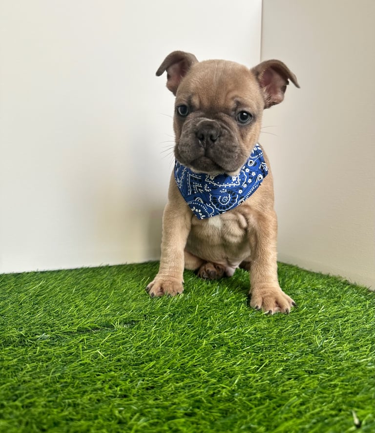 5 French bulldog puppies 