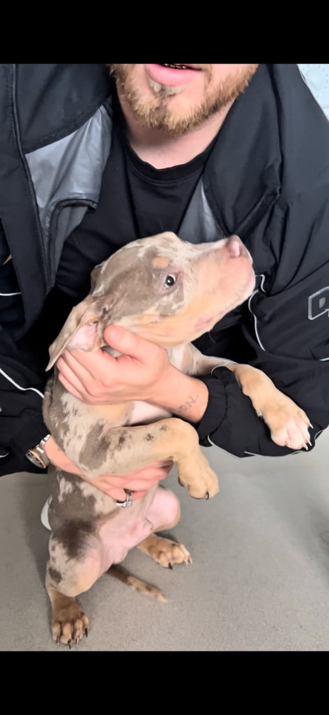 Puppy American Pocket Bullies 