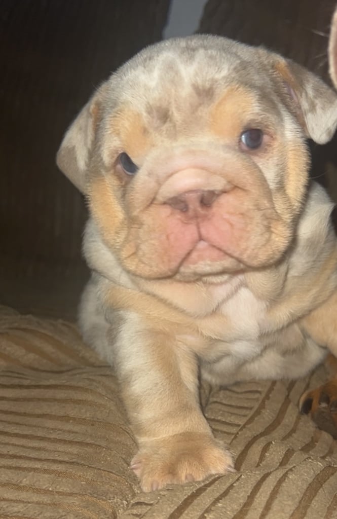 PLATINUM & LILAC TRI MERLE