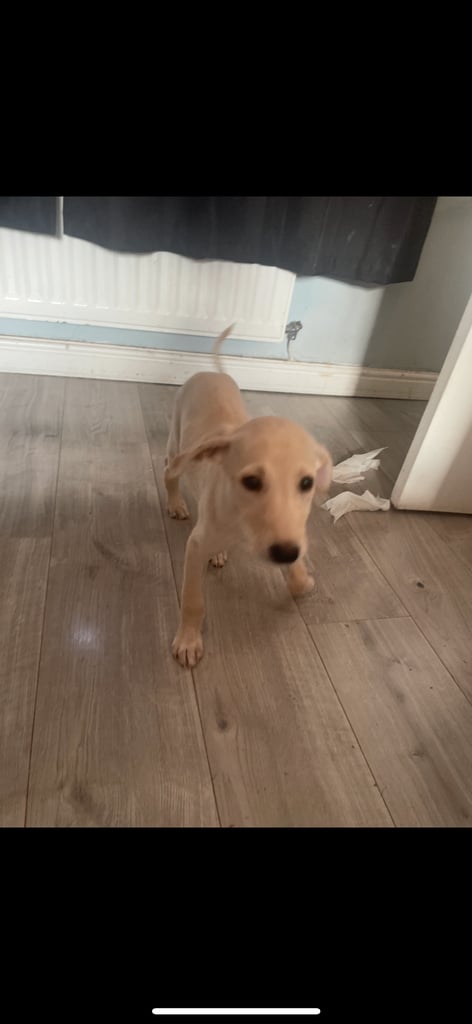 Greyhound puppy