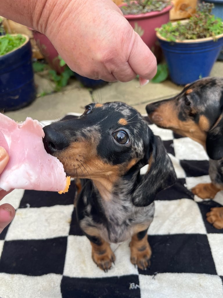 Beautiful dachshund puppies 🐾