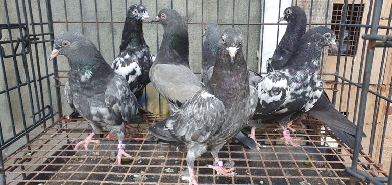 Pakistani Highflyer Pigeons For Sale