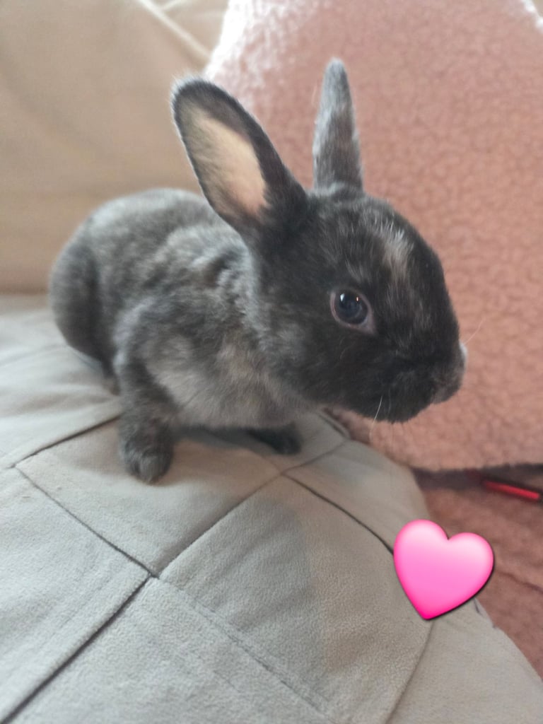 🐰 Beautiful mini rex babies 🐰