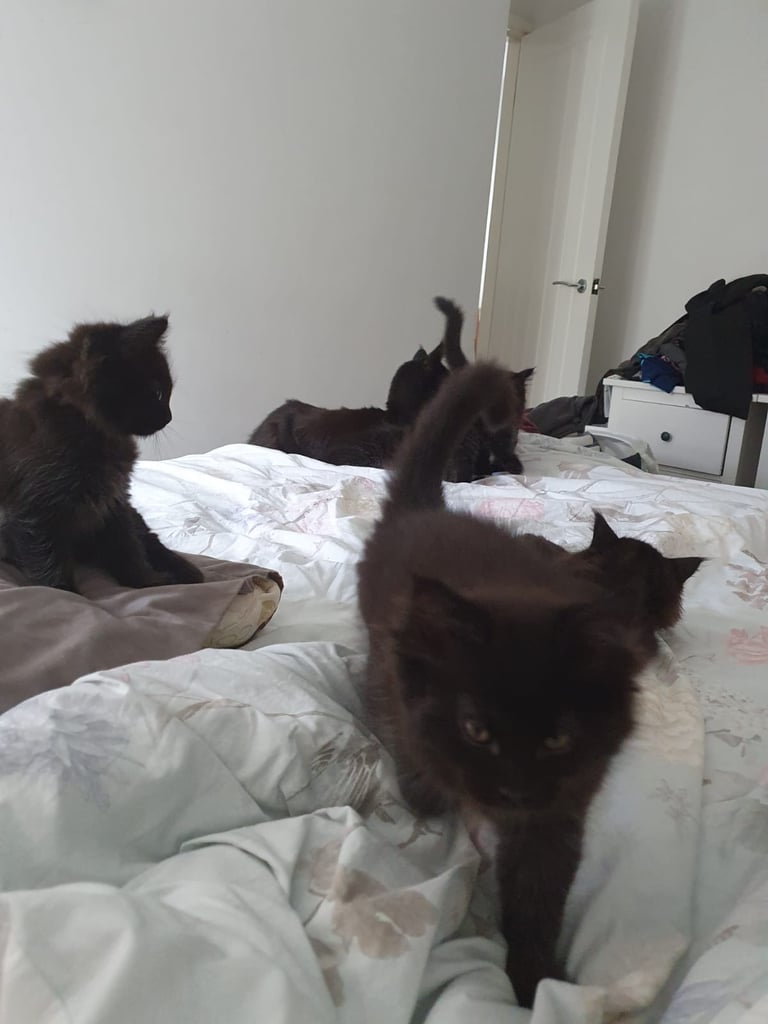 XL Maincoon x Ragdoll kittens