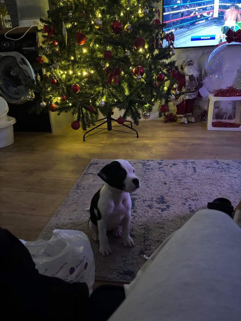Beautiful American Bulldog Bonnie 